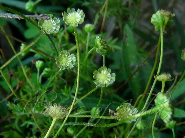 Australian Buttonweed
